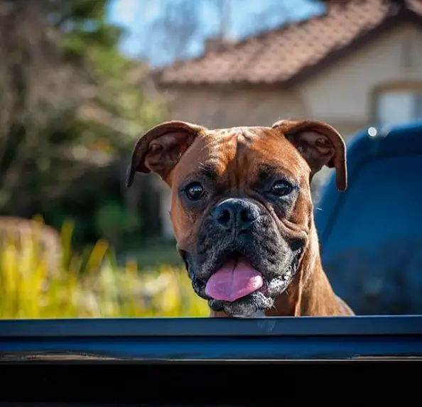 A Boxer sitting the pick up car trunk