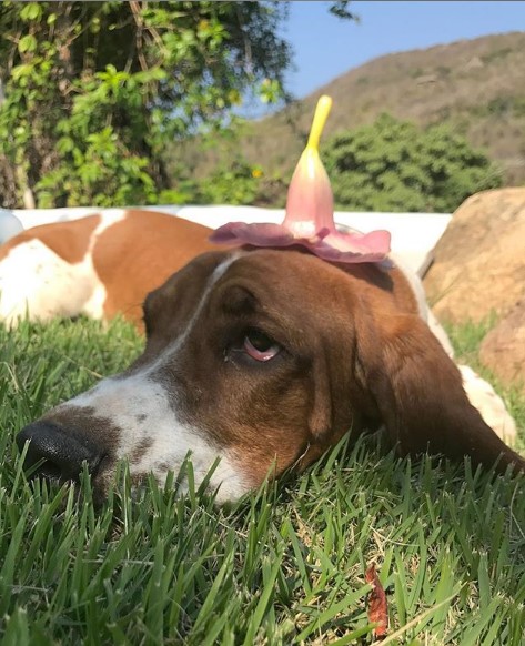 Basset Hound lying down on the grass with a flower on top of its head