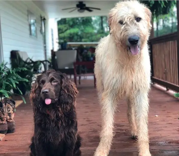 an Irish Wolfhound standing in front porch next to another dog