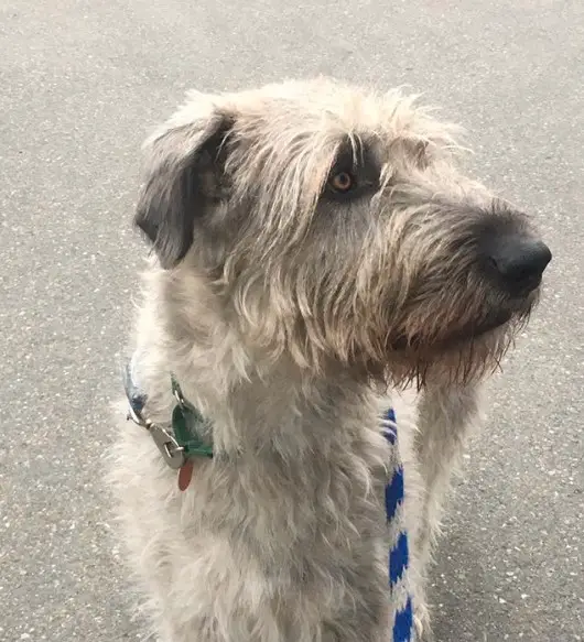 An Irish Wolfhound standing on the pavement while looking sideways