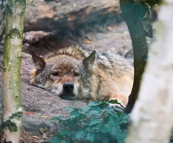 a wolf lying down on the ground in the forest
