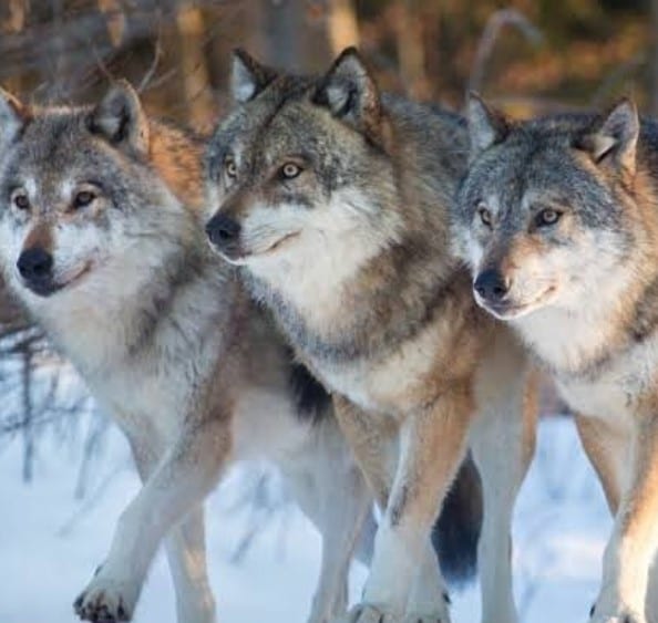 three Wolves walking in snow in the forest