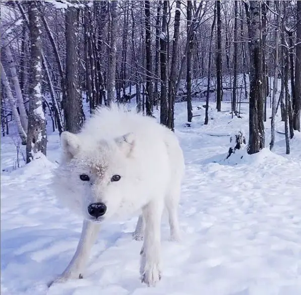 A white Wolf standing on a snow in the forest