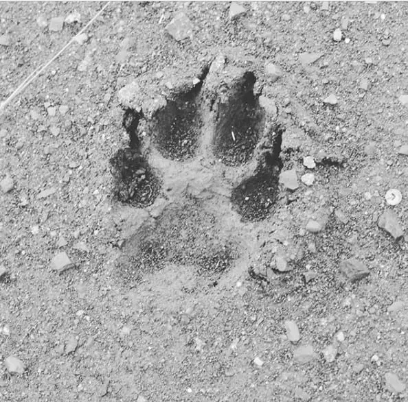 Wolf paw print on the ground