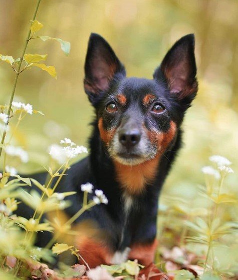 A Miniature Pinscher behind the plants