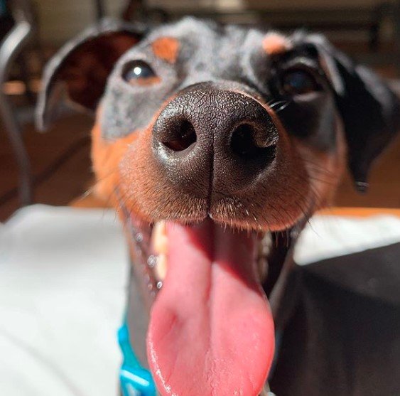 close up face of a smiling Miniature Pincher with its tongue out under the sunlight