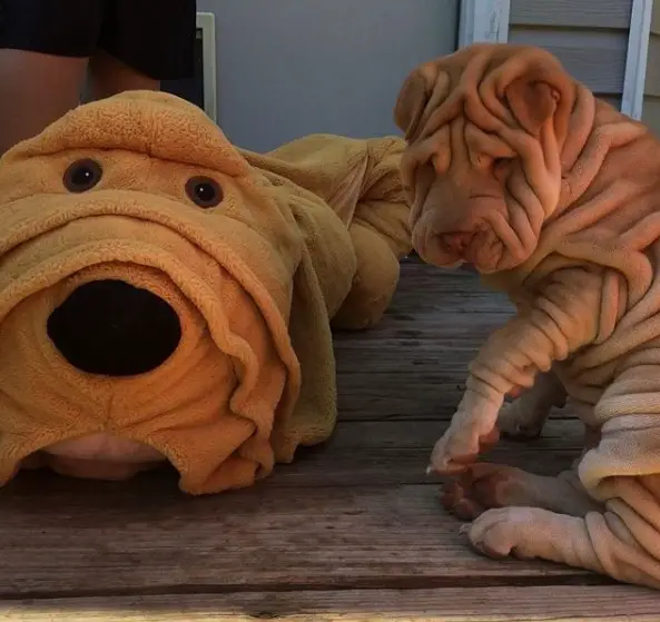 gold Shar Pei sitting on the wooden floor with a stuffed toy inspired by him
