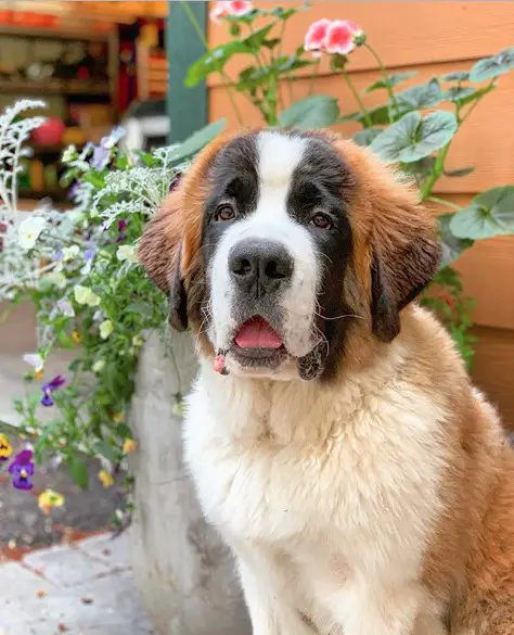 A St. Bernard Dog sitting on the pavement with a large potted plant behind him