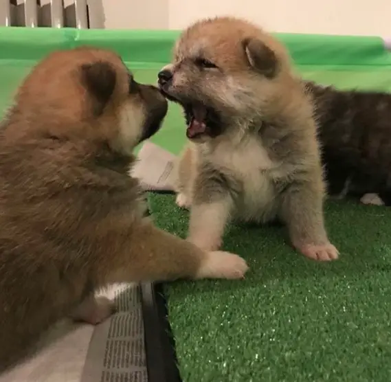 two Akita Inu puppies playing inside the playpen