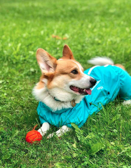 A Corgi wearing an one piece jacket while lying on the grass with its ball