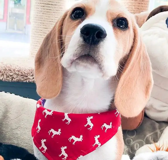 Beagle wearing a red scarf around its neck