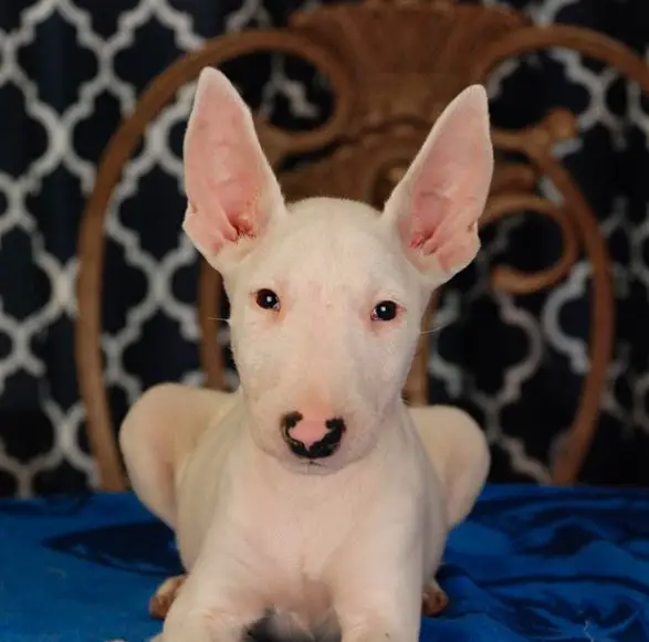A Bull Terrier Puppy lying on top of its bed