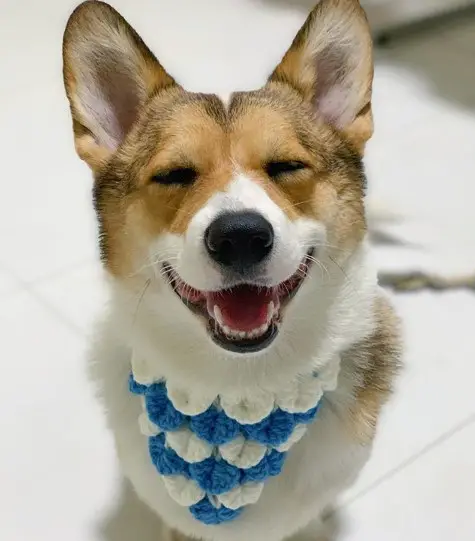 Corgi sitting on the floor while adorably smiling with no eyes