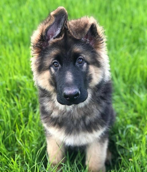 A German Shepherd puppy sitting on the grass