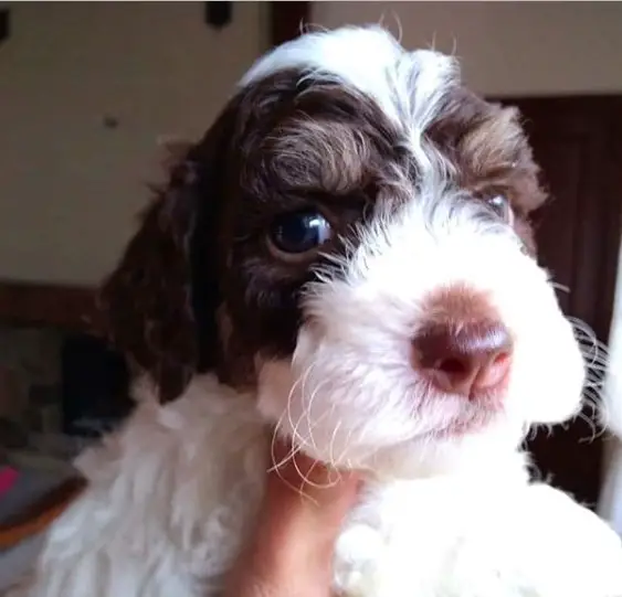 A brown and white Lagotto Romagnolo puppy with sunlight on its face