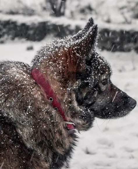 A Norwegian Elkhound Dog in winter