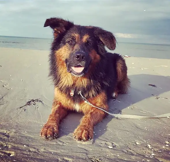 A German Shepherd lying in the sand at the beach