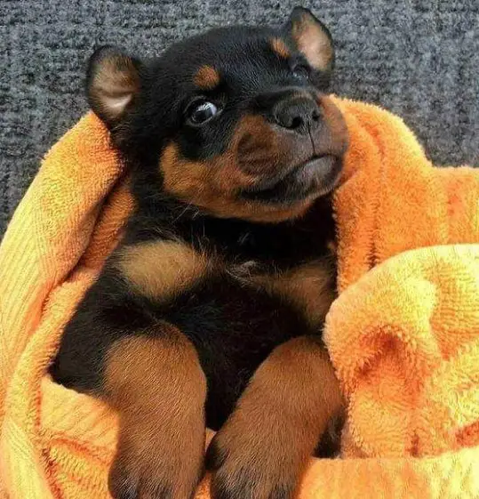 Rottweiler puppy wrapped in towel