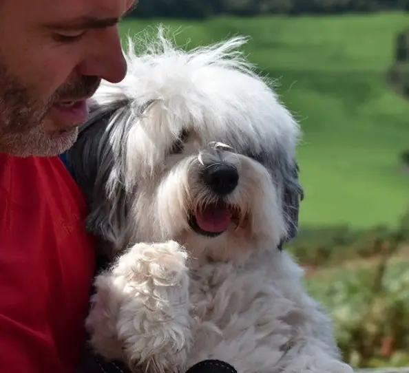 A Tibetan Terrier in the arms of the person