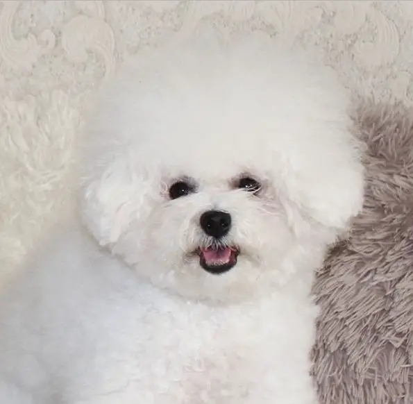 Bichon Frise lying on the floor while smiling