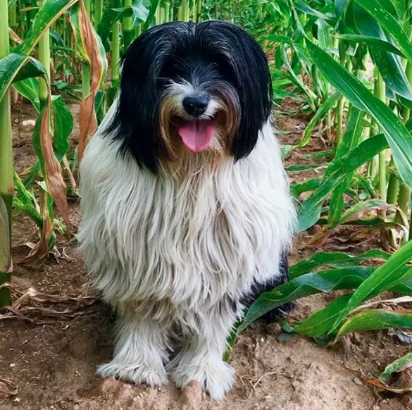 A Tibetan Terrier sitting in the middle of the cornfield