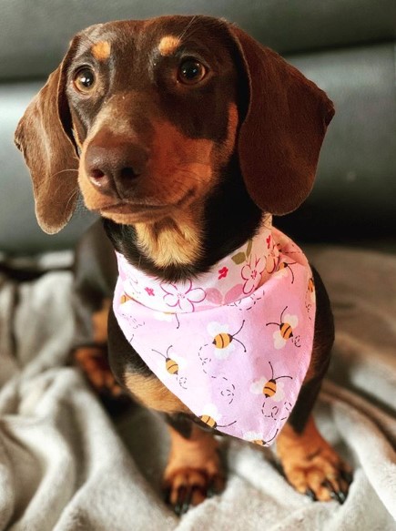 Dachshund sitting on the couch with floral pink scarf with bee prints