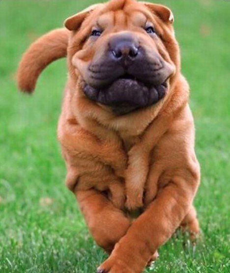 Shar Pei running in the yard