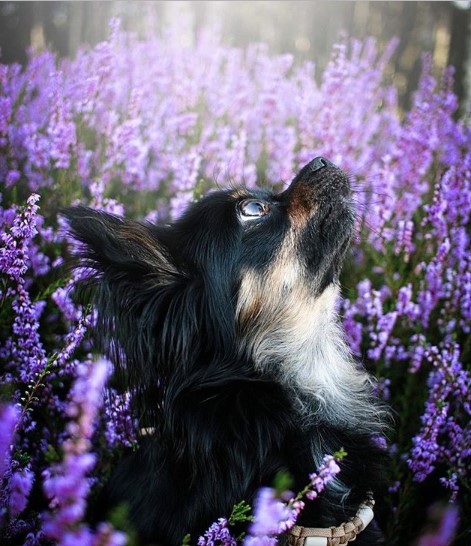 Chihuahua sitting in the middle of the purple flowers while looking up