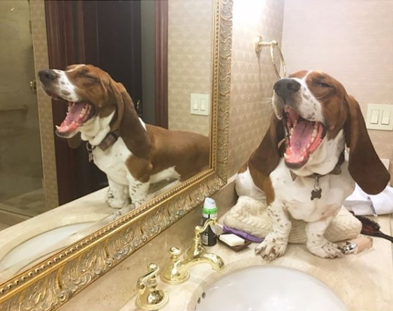 Basset Hound standing on top of the bathroom sink with its mouth wide open