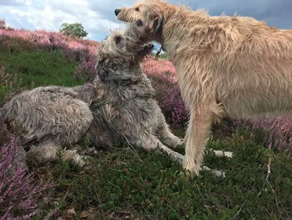 two Irish Wolfhounds in the field