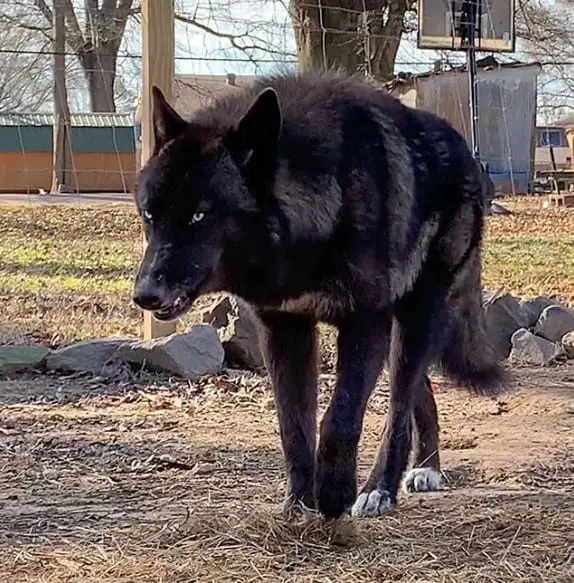 a growling black wolf