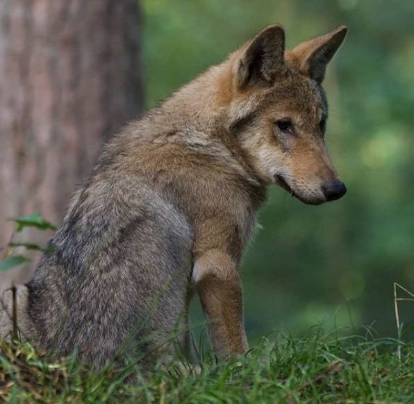 Wolf sitting on the grass in the forest