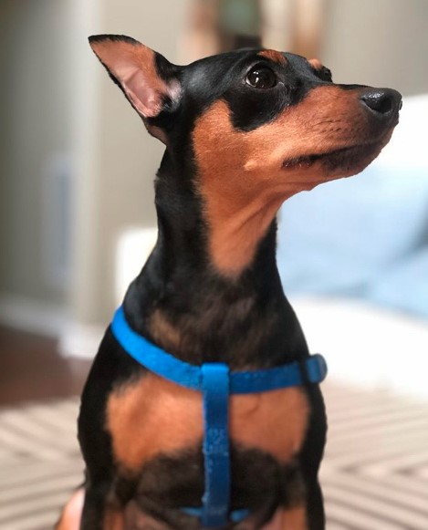 A Miniature Pinscher sitting on the carpet while looking up and sideways