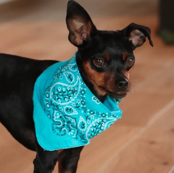 A Miniature Pincher wearing blue green scarf while standing on the floor