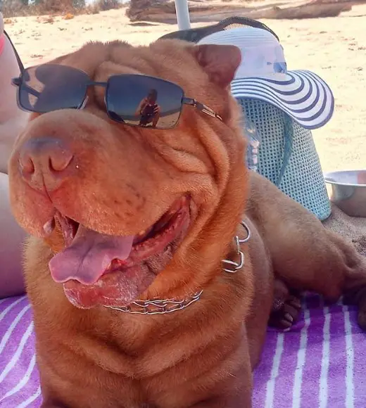 gold Shar Pei lying down on the blanket while wearing sunglasses