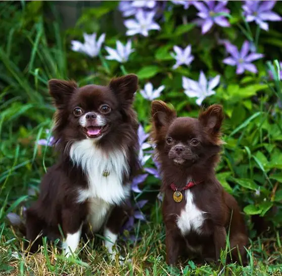 two Chihuahua sitting in the garden with purple flowers behind them