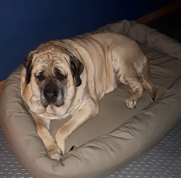 A Mastiff lying on its bed at night