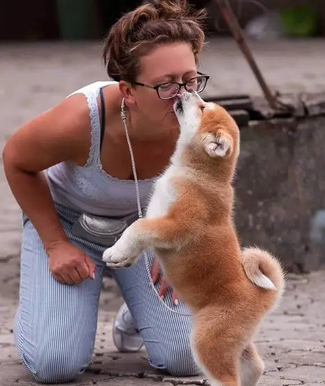 an Akita Inu puppy standing up kissing the woman kneeling beside him
