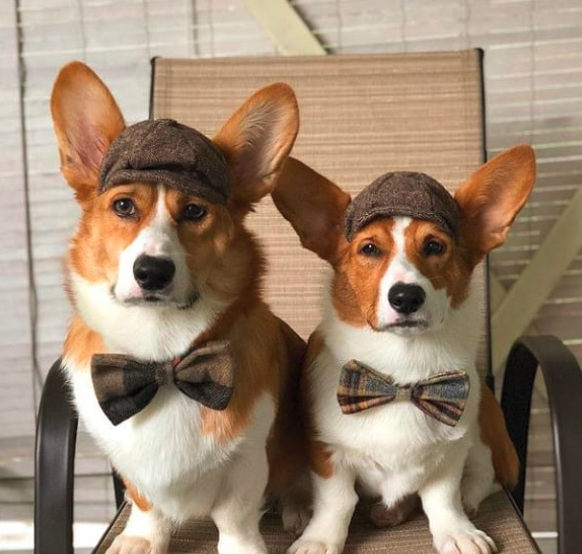 two corgis in their sherlock holmes costume while sitting on the chair