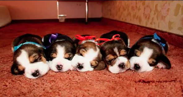 Beagle puppies lined up sleeping on the floor