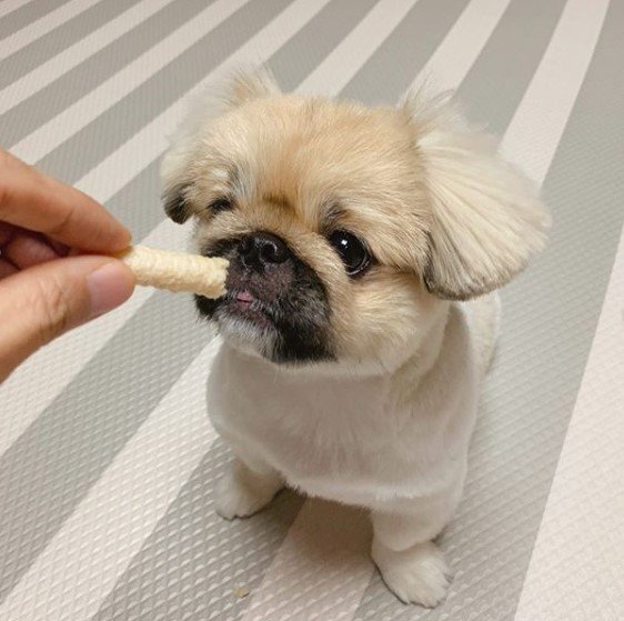 14 Pekingese Nutrition Tips The Paws