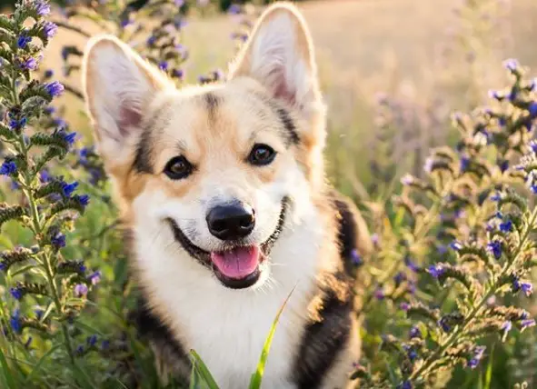 Corgi standing in between the field of purple flowers while smiling