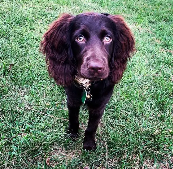 A Boykin Spaniel standing on the grass with its begging face
