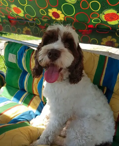A Lagotto Romagnolo sitting on the chair outdoors