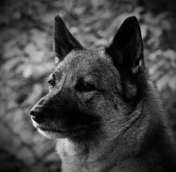 A black and white photo of a Norwegian Elkhound Dog in the forest