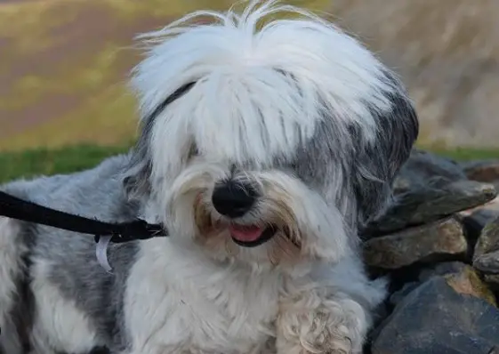 14 Facts From The History Of The Tibetan Terrier – Page 3 ...