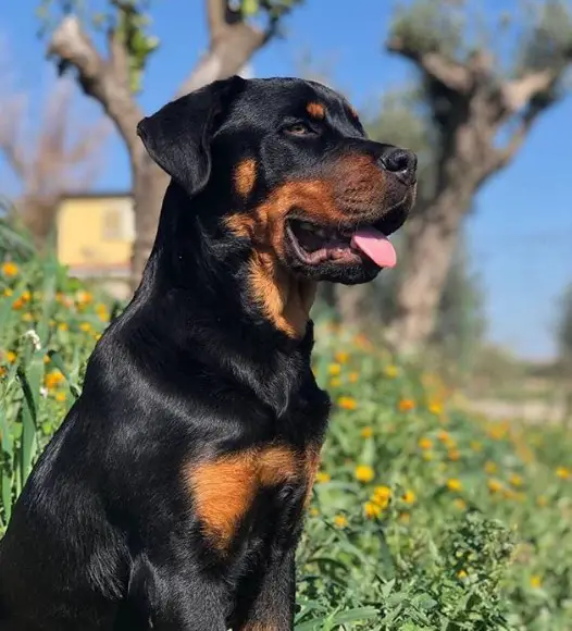 Rottweiler under the sun with its tongue out