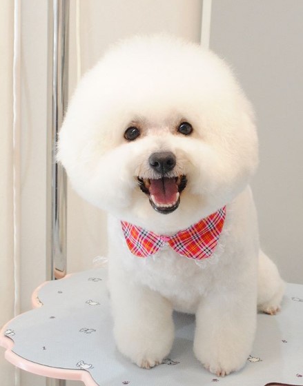 a happy Bichon Frise wearing a checkered red collar while standing on top of the table