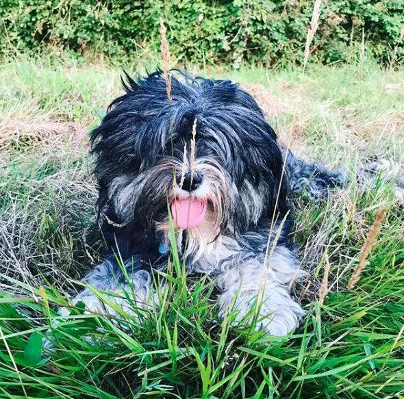 A Tibetan Terrier lying on the grass with its tongue sticking out