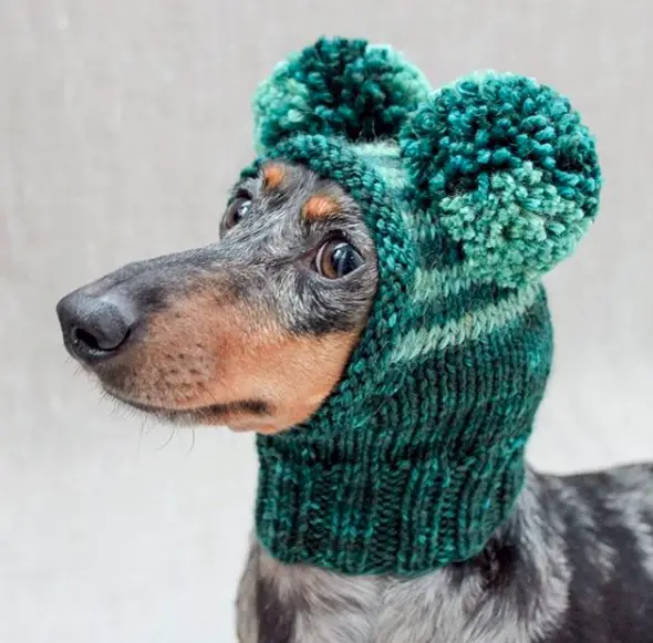 Dachshund wearing green crocheted head cap